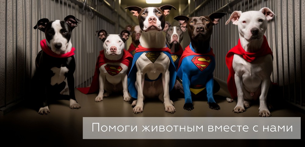 помоги животным вместе с Kawaicat